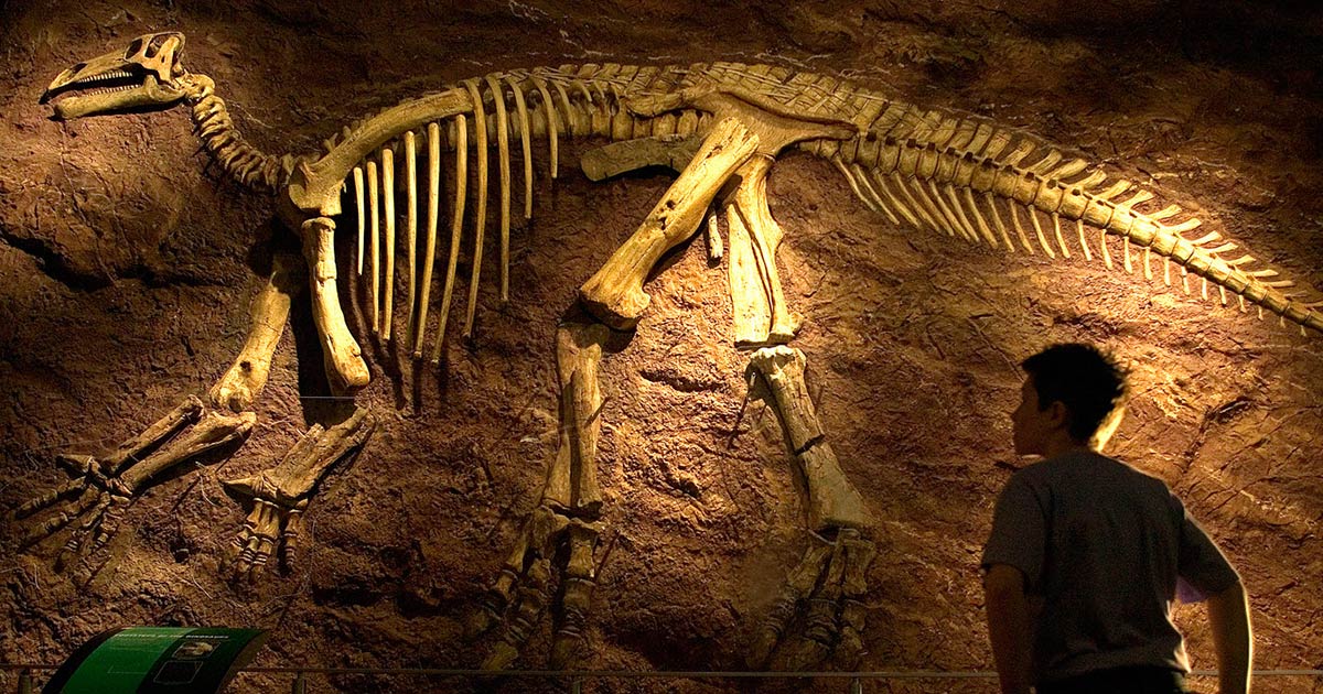Dinosaur skeleton on display at Dino Isle, Sandown, Isle of Wight