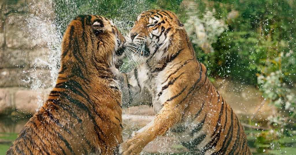 Tigers play fighting at the Wildheart animal sanctuary in Sandown, Isle of Wight